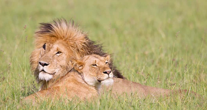 � �������� ���� ���� ��������)