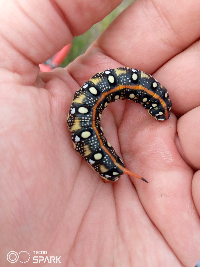 Гусеница | Пикабу