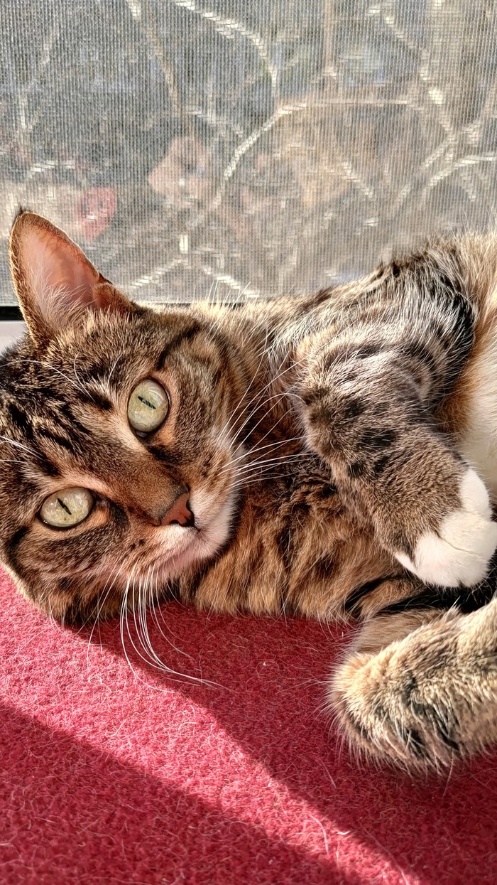 какую музыку любят коты. Смотреть фото какую музыку любят коты. Смотреть картинку какую музыку любят коты. Картинка про какую музыку любят коты. Фото какую музыку любят коты