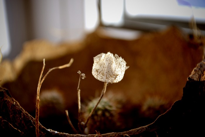 ������ �����