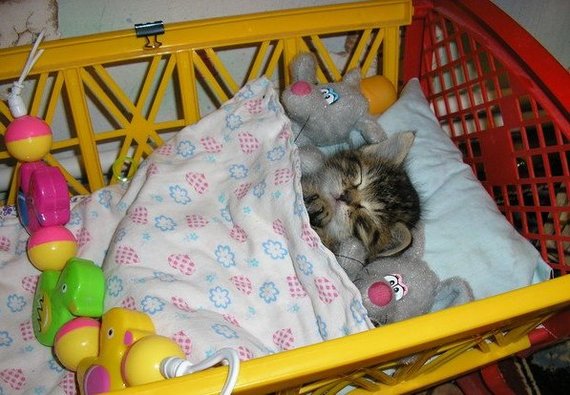 Что сегодня делала кошка. Смотреть фото Что сегодня делала кошка. Смотреть картинку Что сегодня делала кошка. Картинка про Что сегодня делала кошка. Фото Что сегодня делала кошка