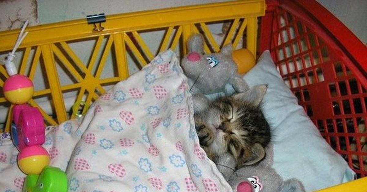 Котик В Кроватке Картинки