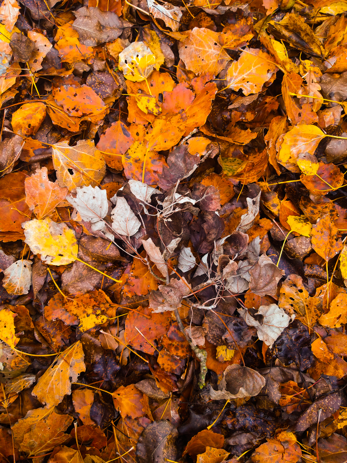 Листья "альбиносы"