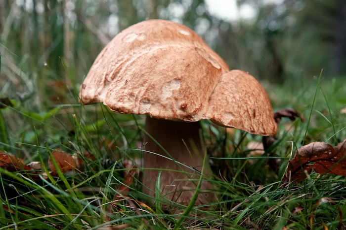 Гриб-боровик