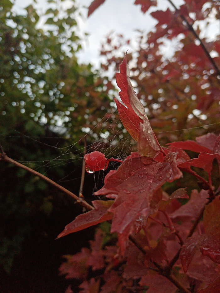 Как вам фото?