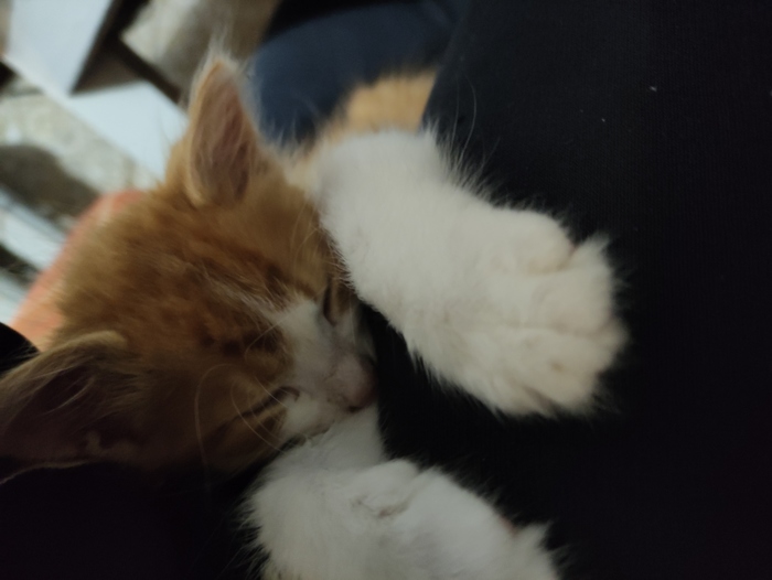 Помогите кошатники!