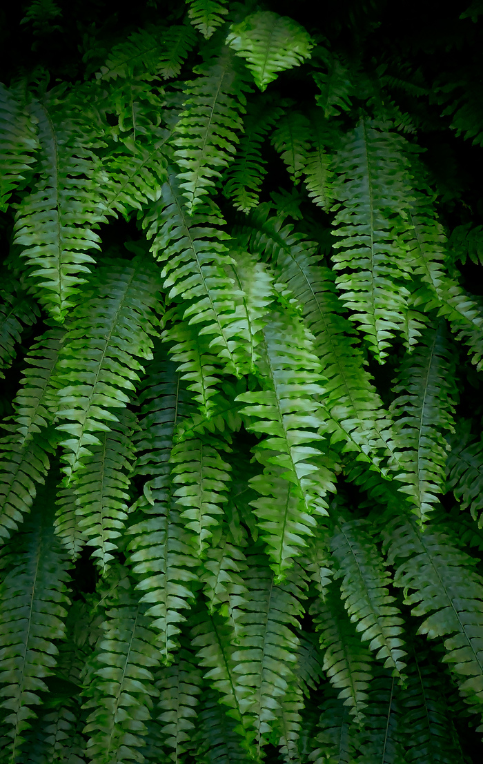 Папоротник