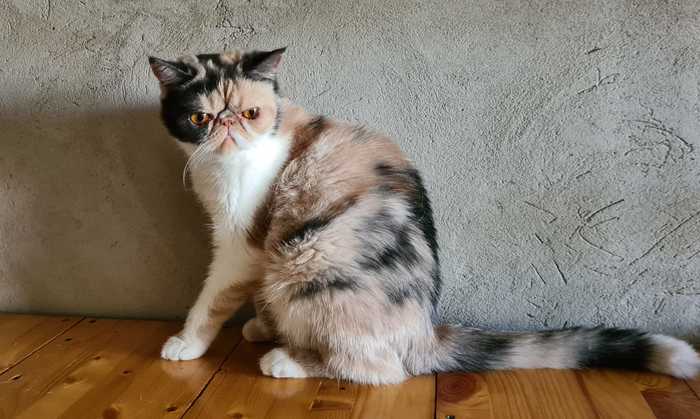 удивительное поражение мозга мем