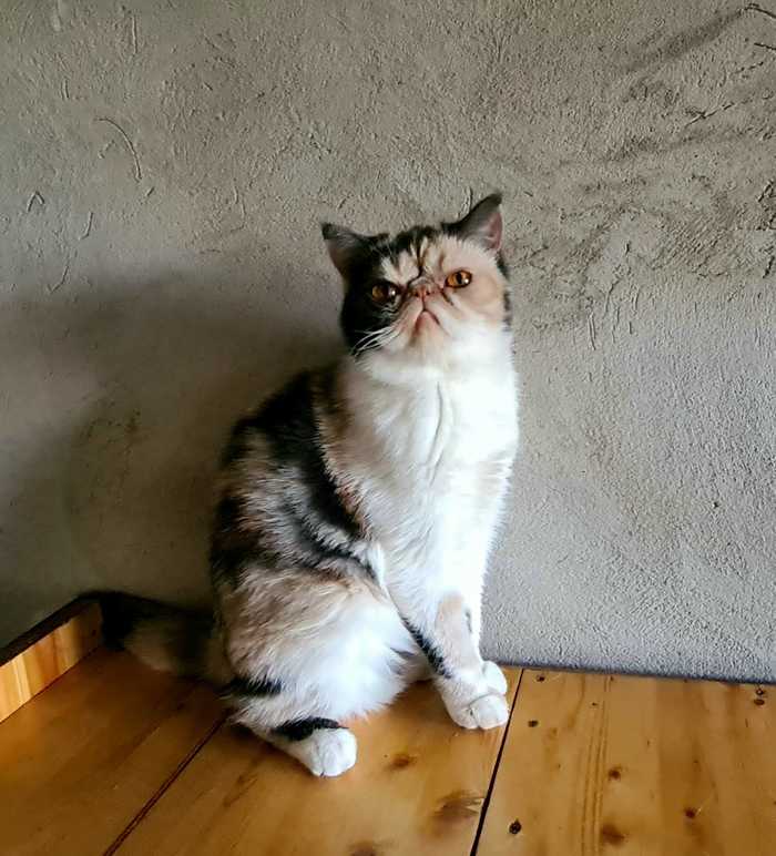 удивительное поражение мозга мем