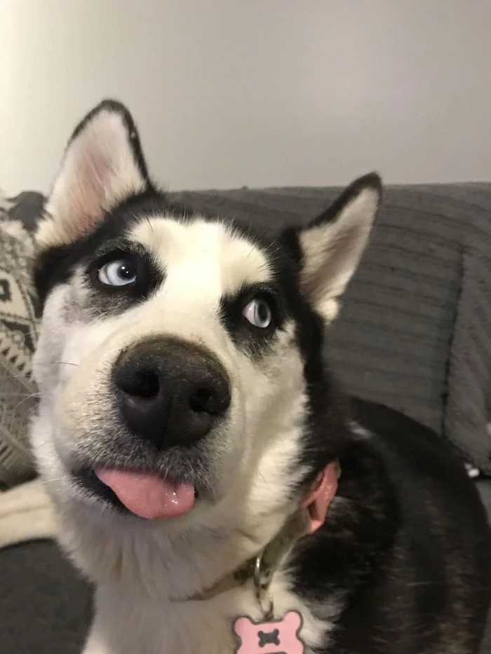 Из любимого ) Юмор, Анекдот, Собака