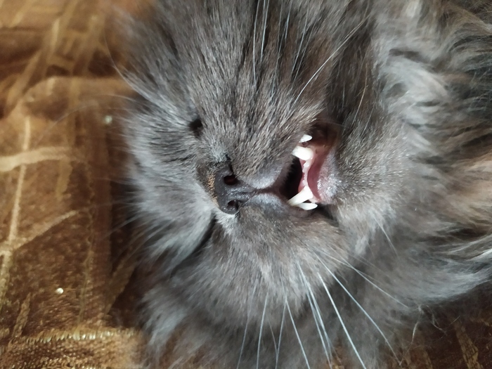 [����� �������� ����]