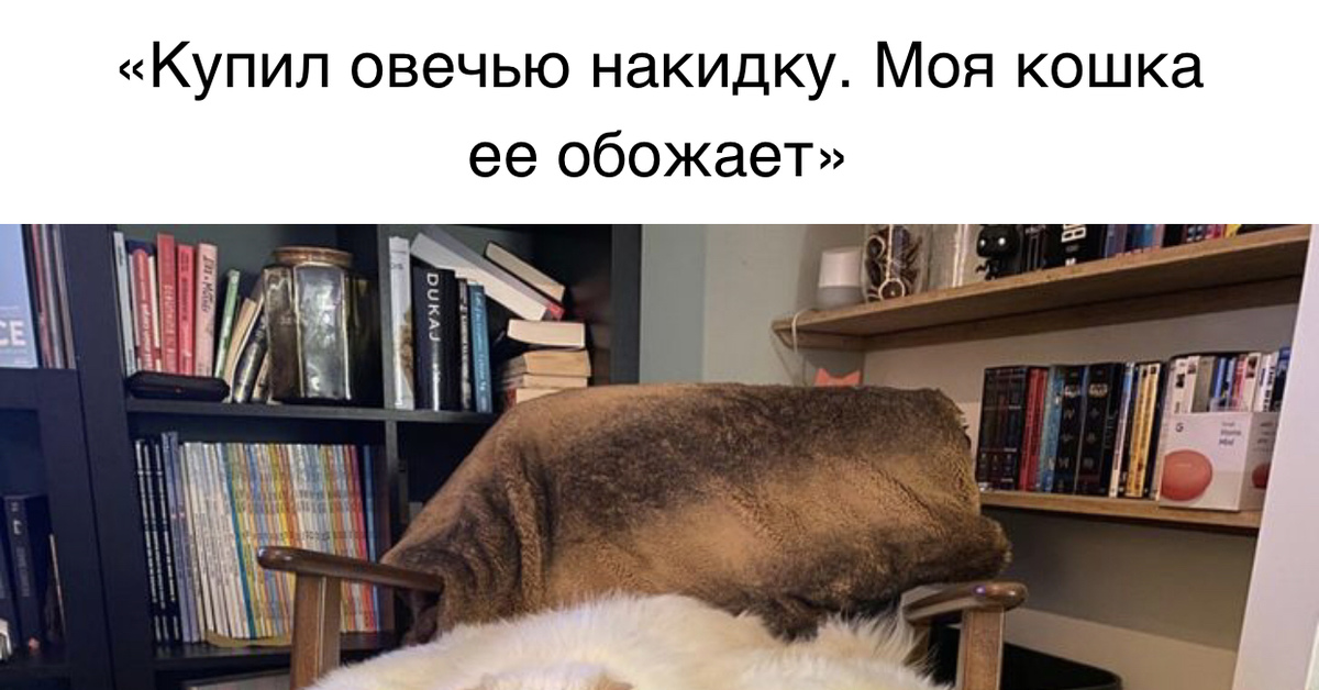 Многокот | Пикабу