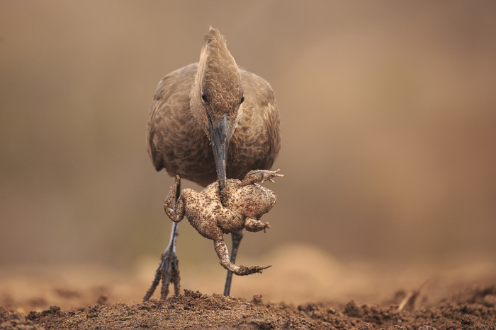 И на прожорливое брюшко найдётся управа
