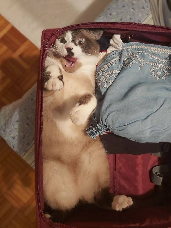так точно мем кот. Смотреть фото так точно мем кот. Смотреть картинку так точно мем кот. Картинка про так точно мем кот. Фото так точно мем кот