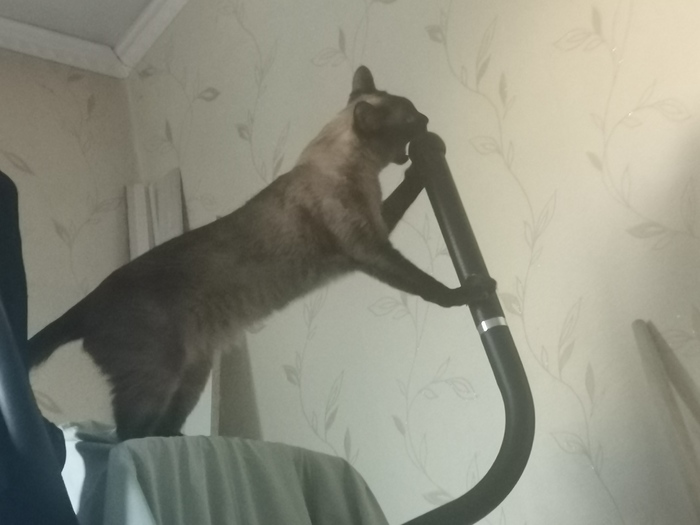 Кошачий "Голос"