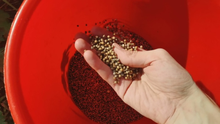 Собираю кинзу (кориандр). Ароматная приправа как с восточного базара!