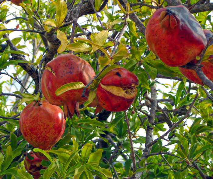 Веселые гранаты