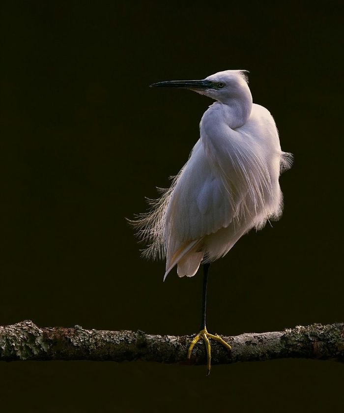 Малая белая цапля