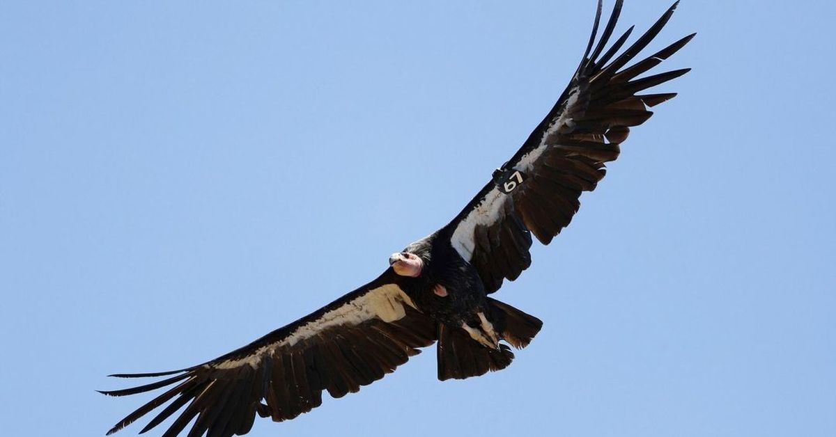 Андский кондор размах. Кондор южной америки. Condor кондор. Андский кондор. Птица андский кондор.