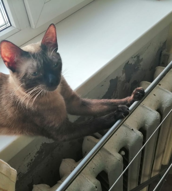 Сушим лапки