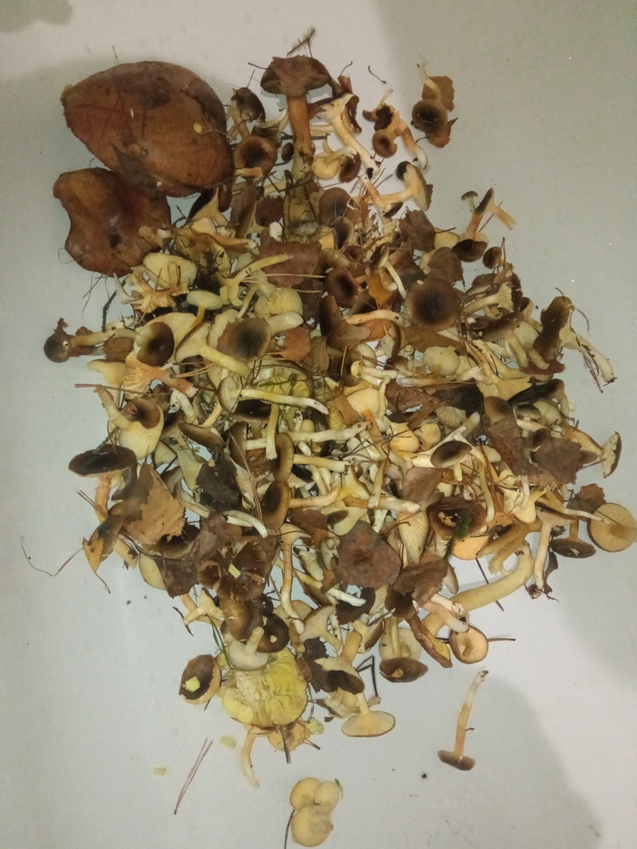 ����� ��� �� ��������