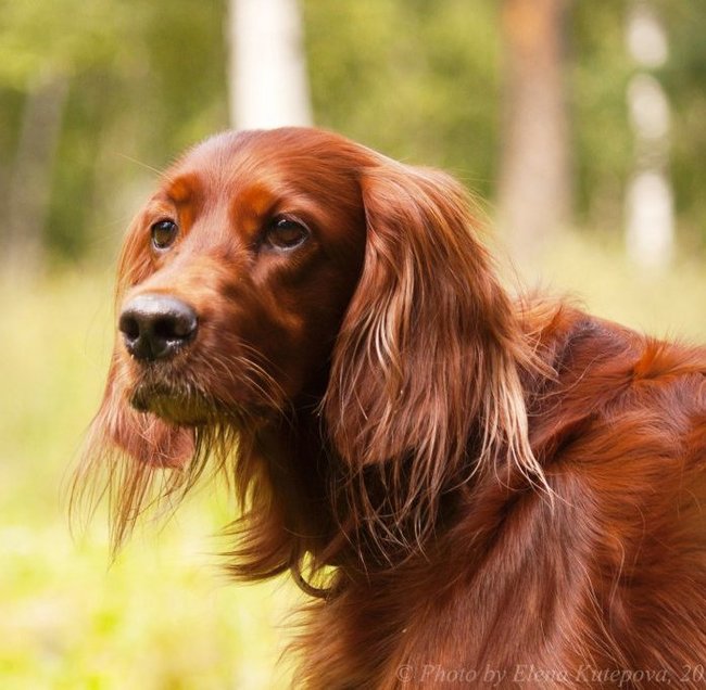 ����� ���