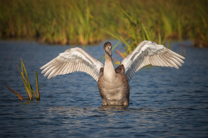    -, , ,  ,  , ,  ,   , The National Geographic, 