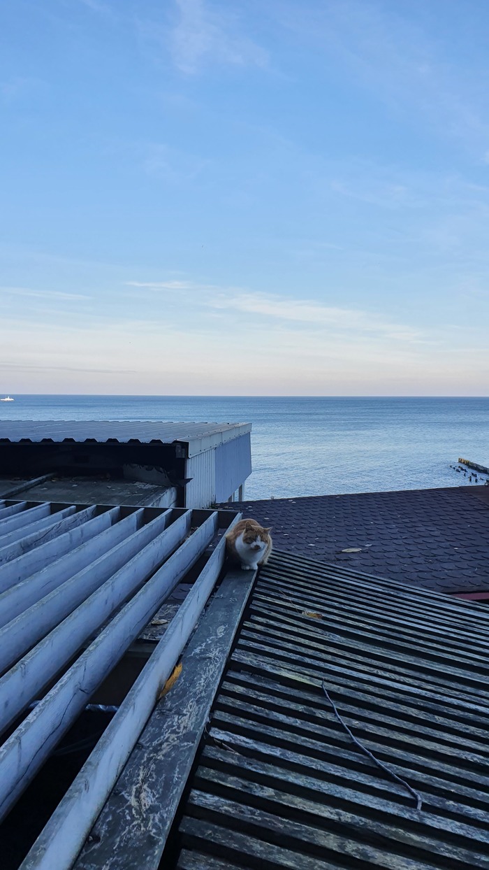 Морской котик