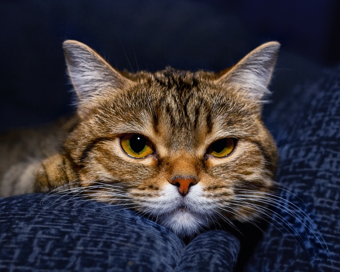 Алиса и кресло