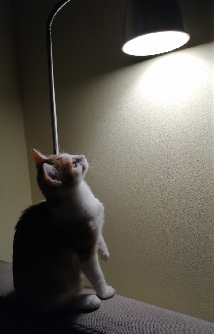 звук который сводит с ума кошек. Смотреть фото звук который сводит с ума кошек. Смотреть картинку звук который сводит с ума кошек. Картинка про звук который сводит с ума кошек. Фото звук который сводит с ума кошек звук который сводит с ума кошек. Смотреть фото звук который сводит с ума кошек. Смотреть картинку звук который сводит с ума кошек. Картинка про звук который сводит с ума кошек. Фото звук который сводит с ума кошек