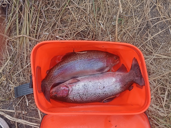 Моя первая форелька Форель, Рыбалка, Спиннинг, Длиннопост