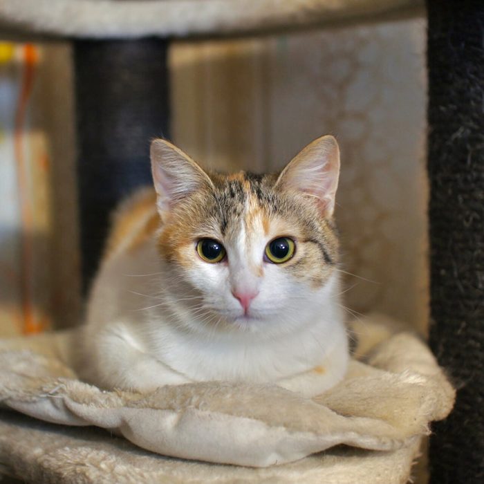 звук который сводит с ума кошек. Смотреть фото звук который сводит с ума кошек. Смотреть картинку звук который сводит с ума кошек. Картинка про звук который сводит с ума кошек. Фото звук который сводит с ума кошек звук который сводит с ума кошек. Смотреть фото звук который сводит с ума кошек. Смотреть картинку звук который сводит с ума кошек. Картинка про звук который сводит с ума кошек. Фото звук который сводит с ума кошек