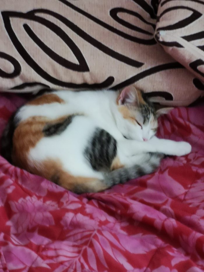 звук который сводит с ума кошек. Смотреть фото звук который сводит с ума кошек. Смотреть картинку звук который сводит с ума кошек. Картинка про звук который сводит с ума кошек. Фото звук который сводит с ума кошек звук который сводит с ума кошек. Смотреть фото звук который сводит с ума кошек. Смотреть картинку звук который сводит с ума кошек. Картинка про звук который сводит с ума кошек. Фото звук который сводит с ума кошек