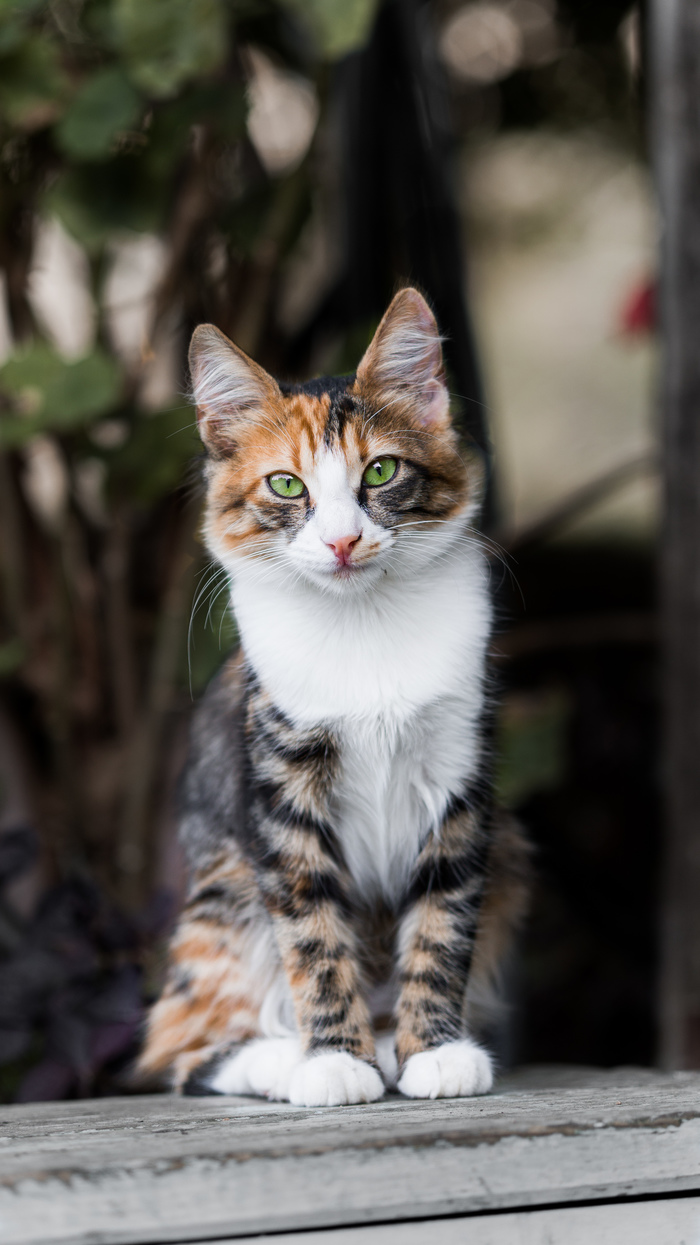 что делать если кошка мигает. Смотреть фото что делать если кошка мигает. Смотреть картинку что делать если кошка мигает. Картинка про что делать если кошка мигает. Фото что делать если кошка мигает
