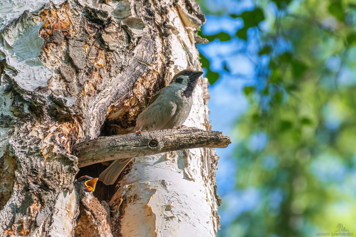 Пернатые | Пикабу