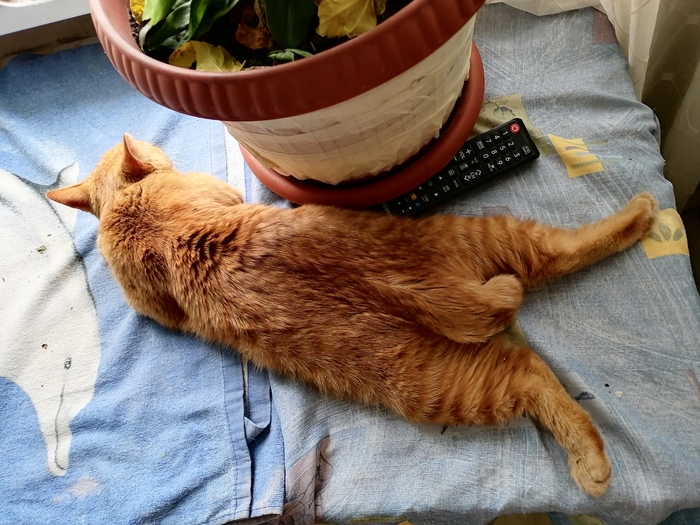 ум кошек по возрасту