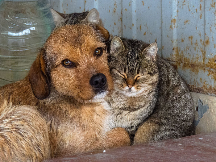 с днем сахарной косточки картинки. Смотреть фото с днем сахарной косточки картинки. Смотреть картинку с днем сахарной косточки картинки. Картинка про с днем сахарной косточки картинки. Фото с днем сахарной косточки картинки