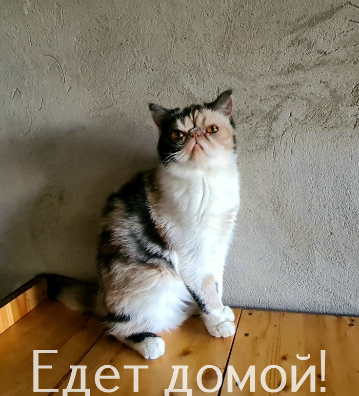 удивительное поражение мозга мем