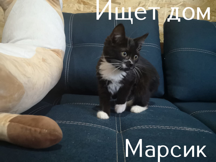 удивительное поражение мозга мем