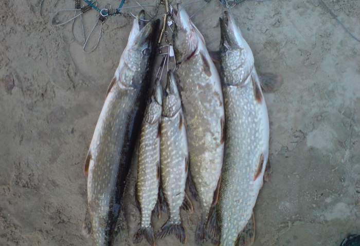 Рыбалочка Рыбалка, Улов, Длиннопост