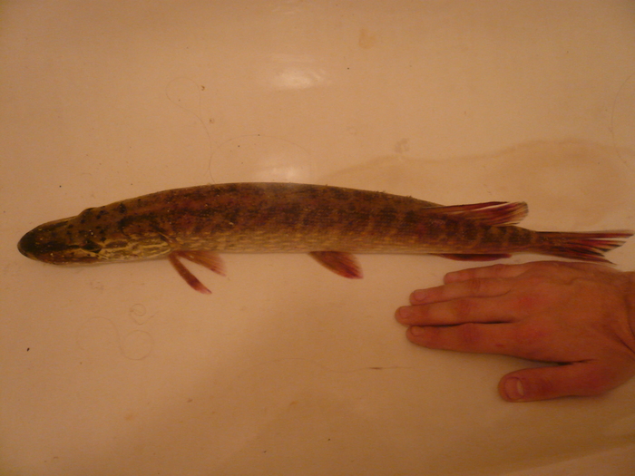 Рыбалочка Рыбалка, Улов, Длиннопост