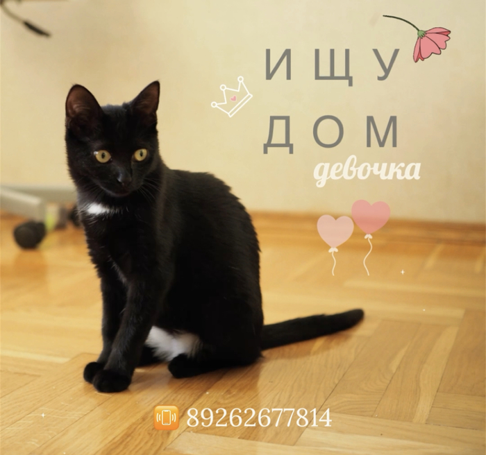 с днем рождения шиншилла. Смотреть фото с днем рождения шиншилла. Смотреть картинку с днем рождения шиншилла. Картинка про с днем рождения шиншилла. Фото с днем рождения шиншилла