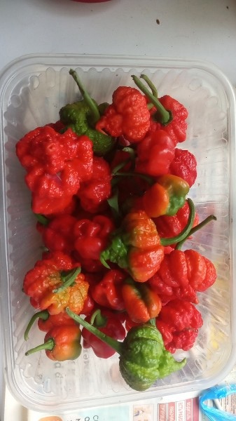 Carolina Reaper from   , , , ,  , 