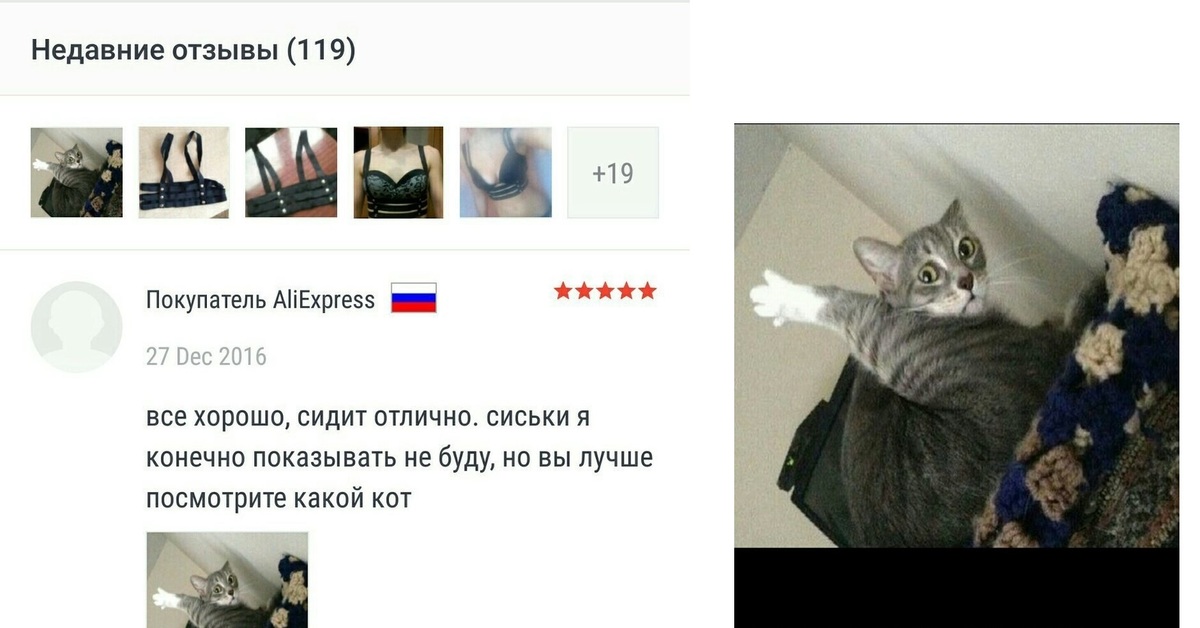 Коты комментариями