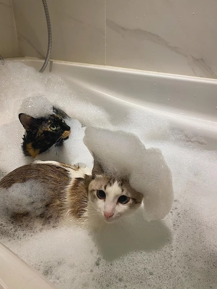 кот в пене мем. кот в пене. кот в пенной ванне. котенок в ванной. кошачий банный день.