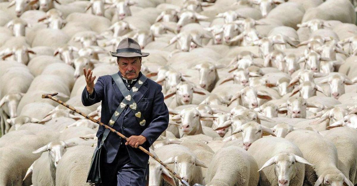 Портит стадо. Чабан пастух овец. Пастух с овцами. Пастух с баранами. Пастух и стадо.