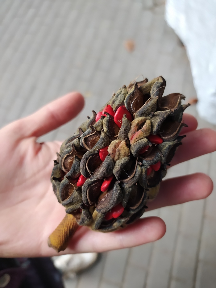 Шишка магнолии