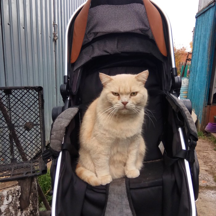 Кот в коляске