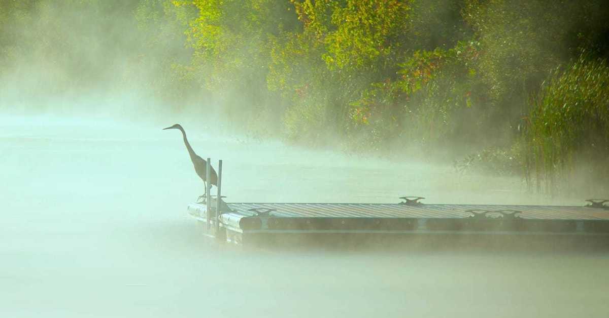 Над опуститься. Туман на воде. Птицы в тумане. Птицы над туманами. Туман птицы утро.