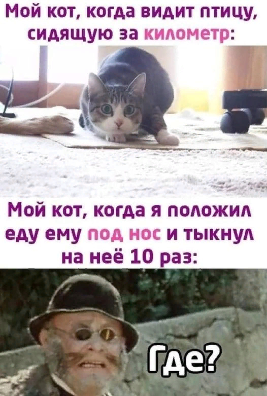 Подскажите что за птица